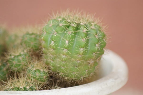how to remove cactus needles from hand