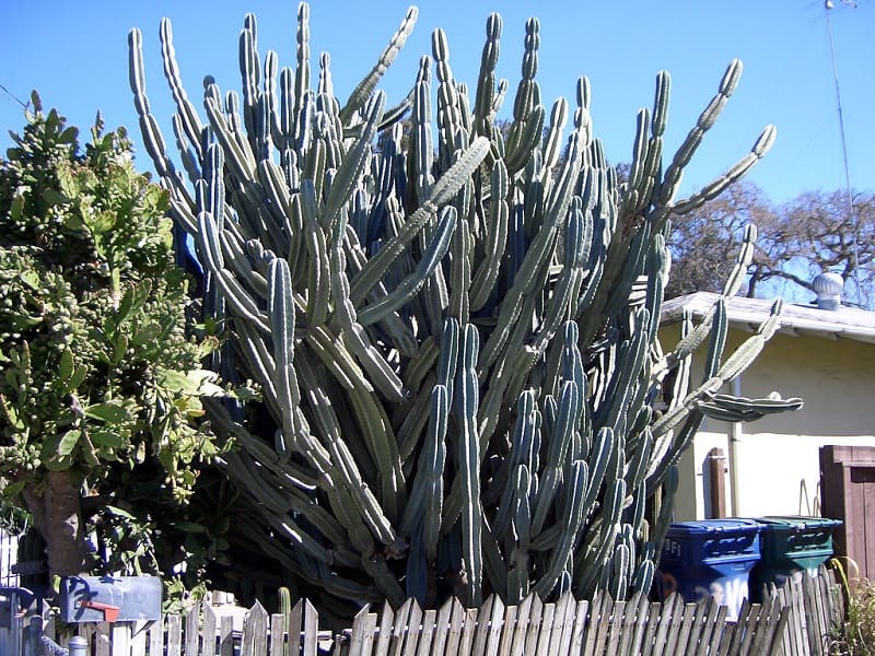 how to transplant a large cactus