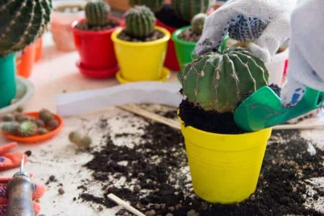 how to transplant cactus