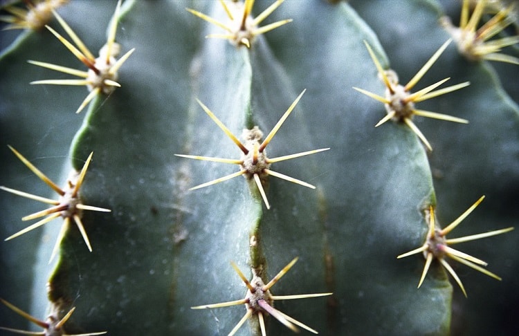 interesting facts about cactuses