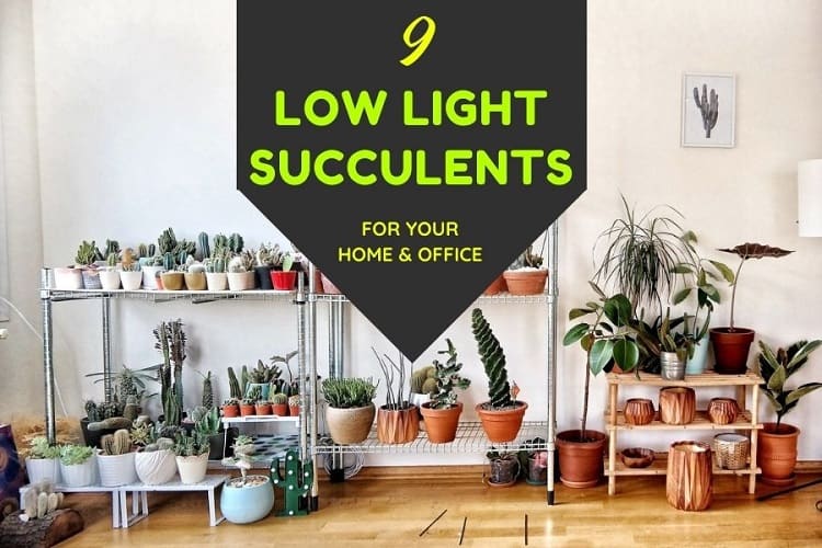 low light succulents