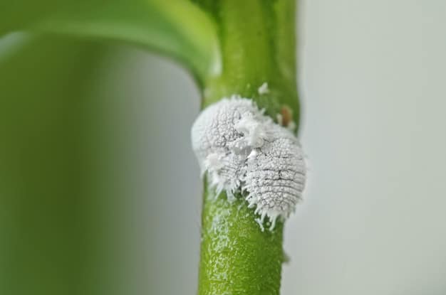 mealy bugs on succulent plants