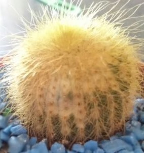 why is my cactus turning yellow