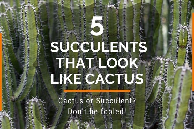 succulents that look like cactus