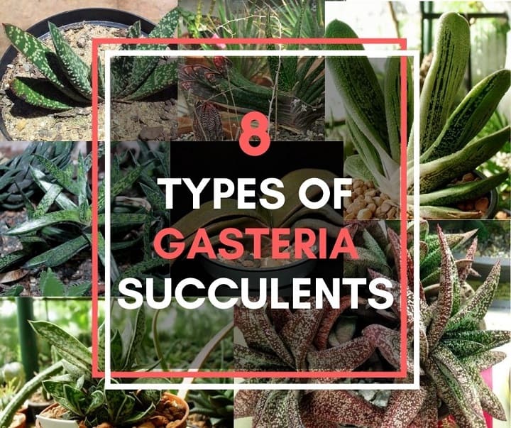 types of gasteria succulents