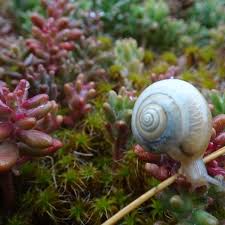 what eats succulent leaves snail