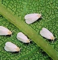 what eats succulent leaves whitefly