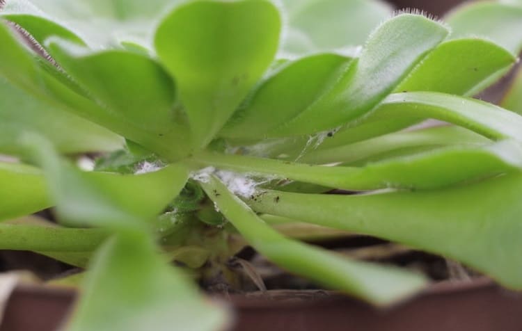 white fuzz on succulents