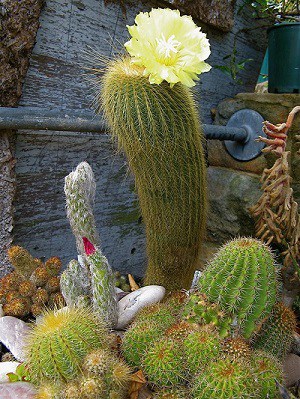 why do cacti have flowers