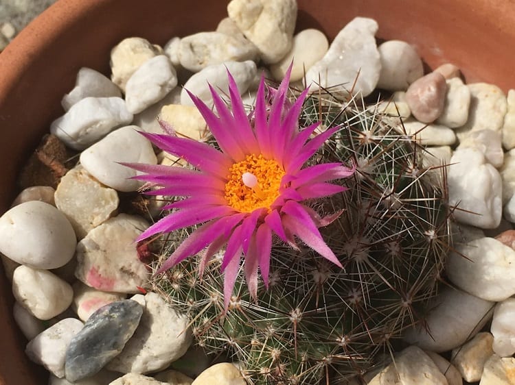 winter cactus flower