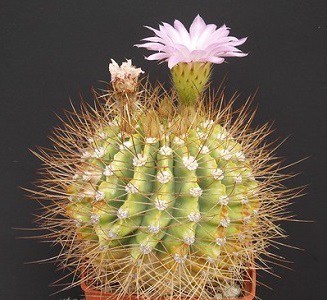 acanthocalycium spiniflorum