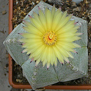 astrophytum myriostigma