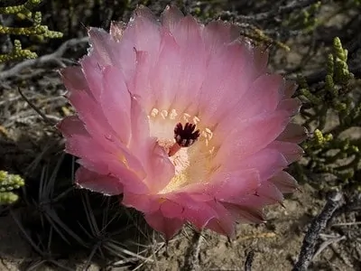 BARREL CACTUS VARIETY mix exotic globular ball cacti rare flower seed 300 SEEDS