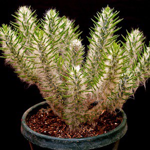 austrocylindropuntia vestita