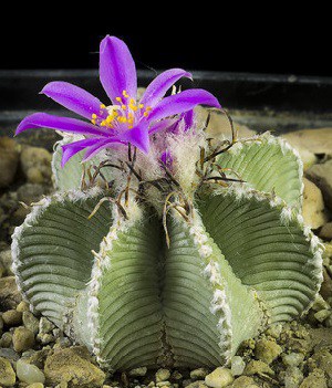 aztekium hintonii