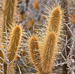 bergerocactus emoryi