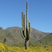 carnegiea gigantea