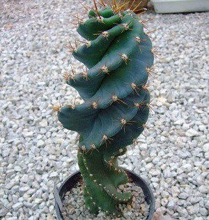 cereus forbesii cv. spiralis