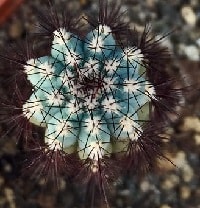 cipocereus bradei