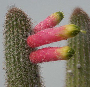 cleistocactus ferrarii