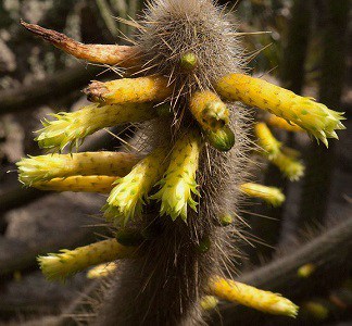 cleistocactus ritteri