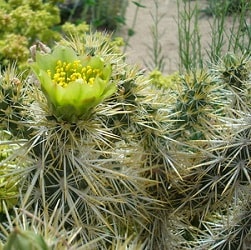 cylindropuntia echinocarpa