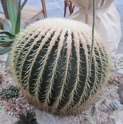 echinocactus grusonii