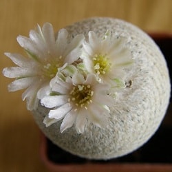 epithelantha bokei