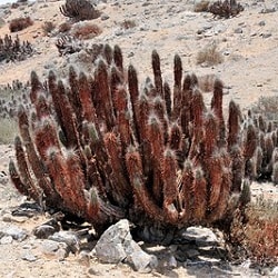 eulychnia breviflora