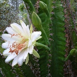 hylocereus undatus