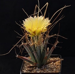 leuchtenbergia principis