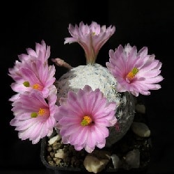 mammillaria herrerae