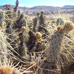 miqueliopuntia miquelii