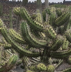 myrtillocactus cochal