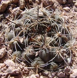 neowerdermannia chilensis 1