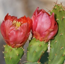 opuntia bergeriana