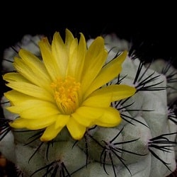 ortegocactus macdougallii