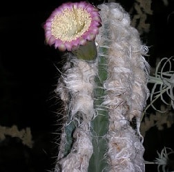 pilosocereus leucocephalus