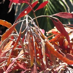 pseudorhipsalis ramulosa