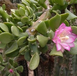 quiabentia verticillata