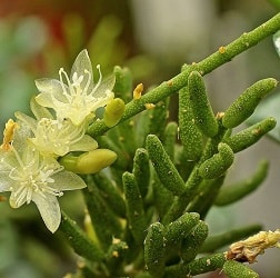 rhipsalis mesembryanthemoides