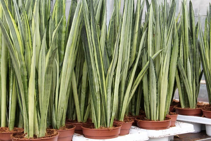 sansevieria trifasciata bental sensation