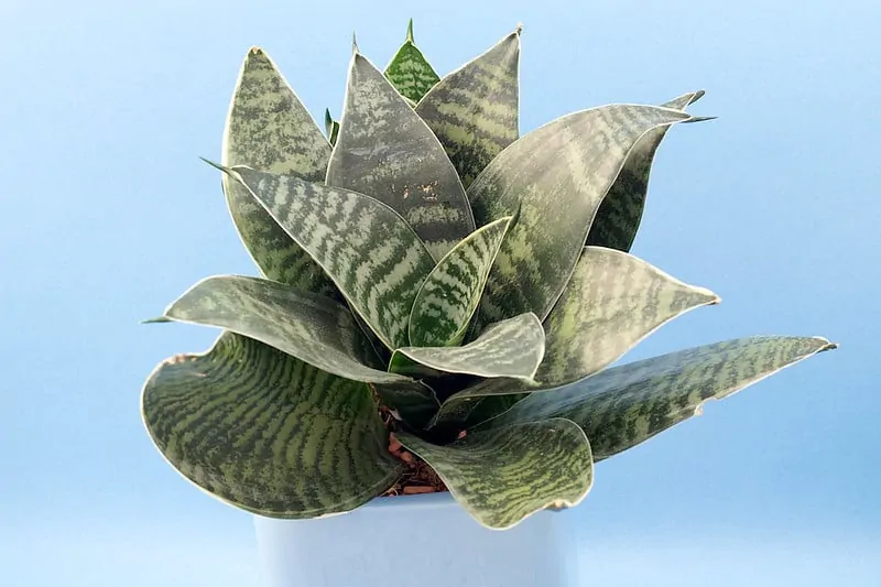 sansevieria trifasciata hahnii green