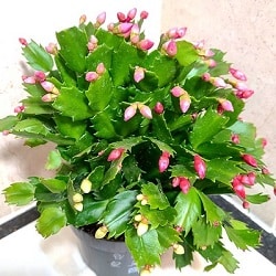 schlumbergera truncata