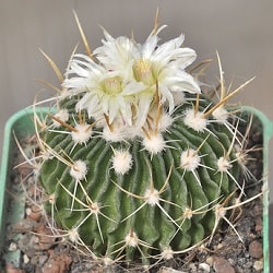 stenocactus albatus