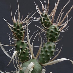 tephrocactus articulatus