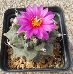 turbinicarpus alonsoi