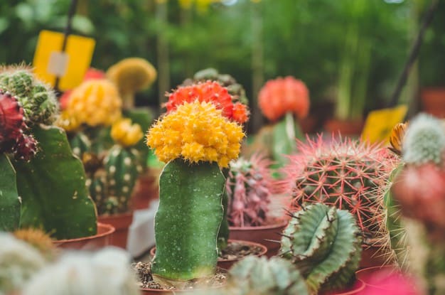 What Is The Best Fertilizer For Your Cactus 