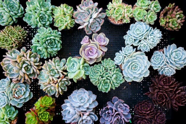 best place to buy succulents online