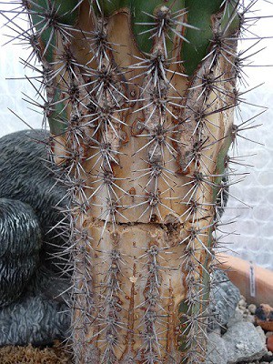 cactus corking